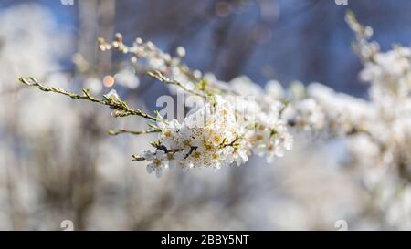 Close up of white blossoms of wild cherry (also known as sweet cherry; Prunus Avium). With some ic crystals on top of the buds. Blurry background. Stock Photo
