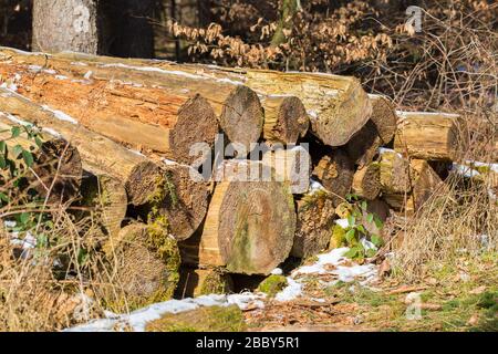 Wooden logs, partly rotten and covered with moss. In a bavarian forest. Inbetween some snow. Symbol for forestry, cut wood, deforestation. Stock Photo