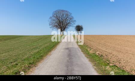 Straight footpath leading towards two trees. Contrast between green grass on the left grass and a brown field on the right. Bavarian landscape scenery Stock Photo