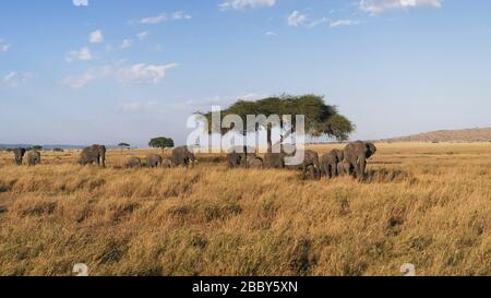 wide view of a herd of elephants approaching at serengeti Stock Photo