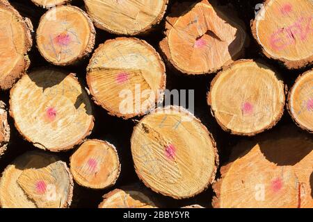 Close up of log pile / cut wood. Fresh cut, with markings. Concept for forestry, logging industry, timber, chopped wood and deforestation. Stock Photo