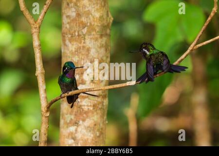 Two male purple-throated mountain-gems (Lampornis calolaemus) on a branch in the Curi Cancha Wildlife Refuge, Monteverde, Costa Rica. Stock Photo