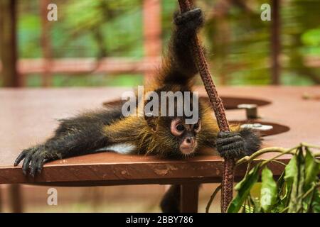 Juvenile Geoffroy's spider monkey (Ateles geoffroyi) playing at the Jaguar Rescue Center in Puerto Viejo de Talamanca, Costa Rica. Stock Photo