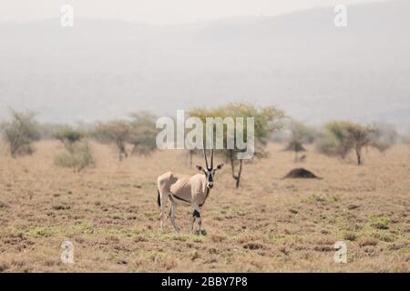 East African oryx, Oryx beisa or Beisa, antelope in the Awash National Park in Ethiopia. Stock Photo