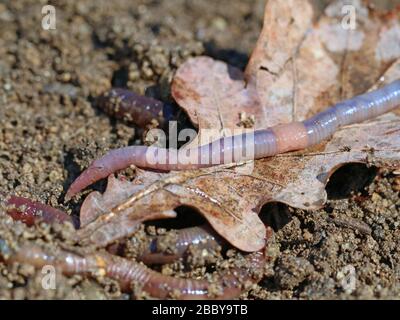 earthworm on soil with dry oak leaf, close up, macro shot background Stock Photo