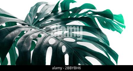 Selective focus of monstera leaves (leaf) on white color for decorating composition design background.Tropical,botanical nature pattern.close up Stock Photo
