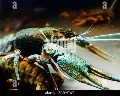 close up. blue crayfish in the river aquarium. Stock Photo
