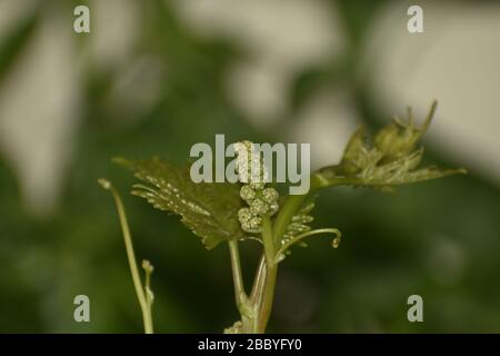 A closeup photograph of a grape tree at bloom time at India. Stock Photo