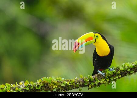 closeup portrait of a keel-billed toucan in Costa Rica Stock Photo