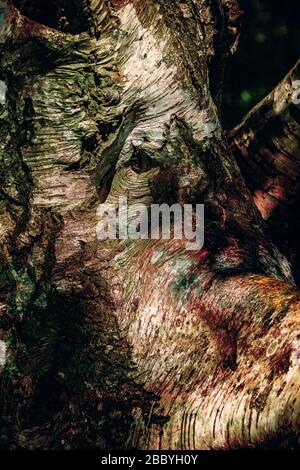 close up detail looking up at a silver birch tree Stock Photo