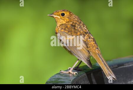 Juvenile Robin (Erithacus rubecula) perched on a twig in Summer in West Sussex, England, UK. Stock Photo