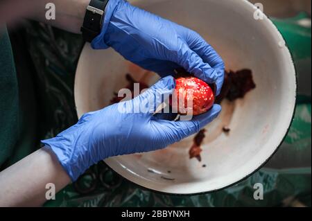 A hard boiled Easter egg that has been boiled in dye with onion skin and linseed to create beautiful and unique patterns, is unwrapped from gauze. Stock Photo