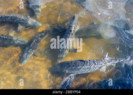 Fish farm for breeding for sturgeon fry in net cages. Concept aquaculture  pisciculture Stock Photo - Alamy