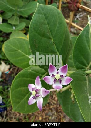 herbal Calotropis gigantea or crown flower image Stock Photo