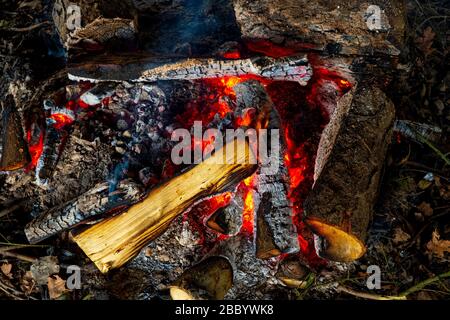 Glowing outdoor bonfire with burned and fresh wood logs, ash and burning fire Stock Photo