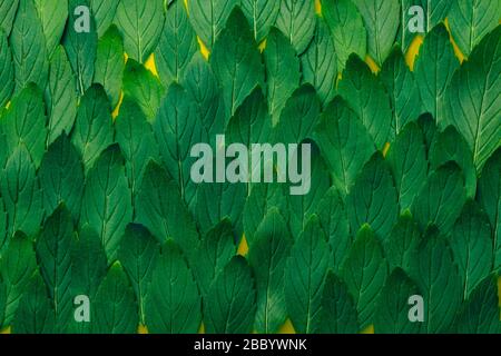 Green mint leaves pattern layout design. Ecology natural creative concept. Top view nature background with spearmint herbs. Stock Photo