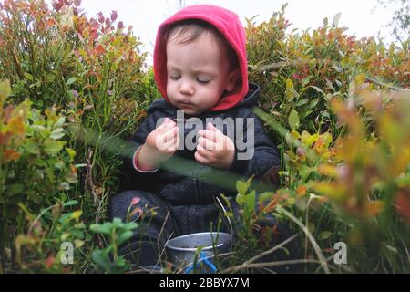Small kid sitting in berries bushs in autumn mountains. Travel concept Stock Photo