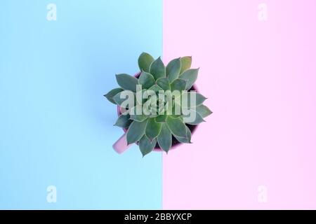 Small green plant in pot on pink and blue background Stock Photo