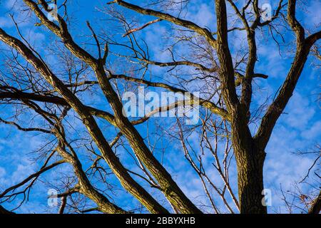 Pattern of leafless tree branches with blue sky and lite white clouds in background in early spring season Stock Photo