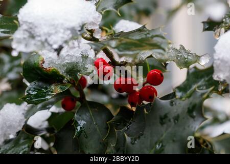 Holly With Red Berries and Snow Stock Photo