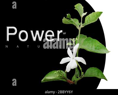 power of  the Nature green leaves and black background Stock Photo
