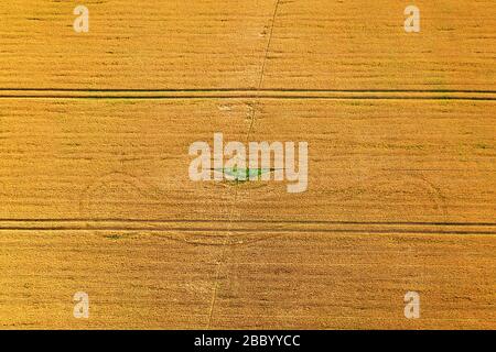 Aerial photo flying over yellow grain wheat field, ready for harvest. Agricultural landscape Stock Photo