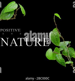 Positive energy of  the Nature green leaves and black background Stock Photo