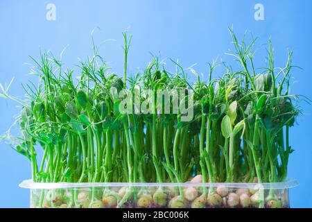 Young vegetable pea sprouts, microgreen on a blue background. organic micro sprouts grown in a plastic box Stock Photo
