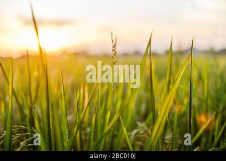 Rice field, rice plants and grass in sunset light. Rural landscape. Bali Island, Indonesia. Stock Photo