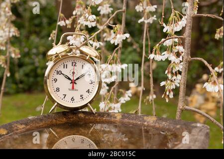 Clocks spring forward in March losing an hours sleep gaining longer evening daylight, British summertime, golden clock Stock Photo