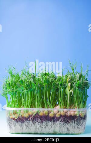 Young vegetable pea sprouts, microgreen on a blue background. organic micro sprouts grown in a plastic box Stock Photo