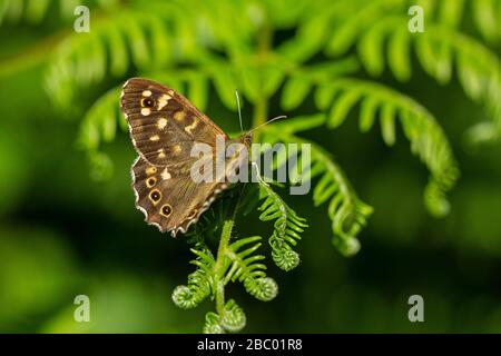 Speckled Wood butterfly (Pararge aegeria) on a bracken frond. Stock Photo