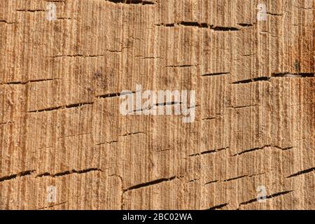 Chainsaw cut mature old silver birch tree with hint of fungal decay moving through annual rings Stock Photo