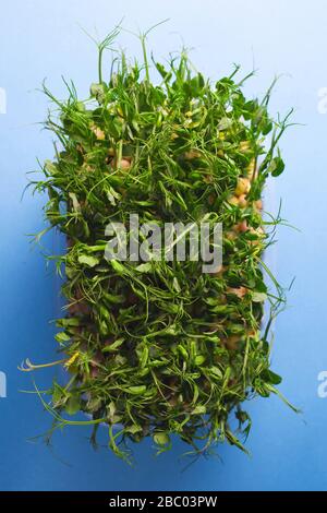 Young vegetable pea sprouts, microgreen on a blue background. organic micro sprouts grown in a plastic box Stock Photo