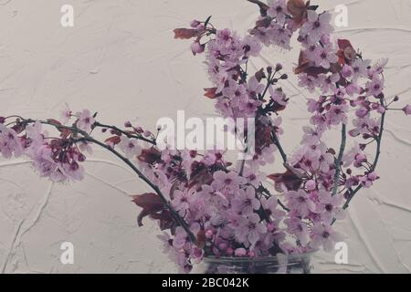 Pink flowering twigs in the vase. Sakura indoors. Blooming spring concept. Minimalism concept. White textured background. Stock Photo