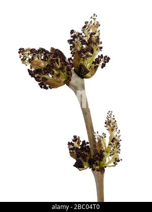 Emerging flowers of the common ash, Fraxinus excelsior, against a whte background Stock Photo