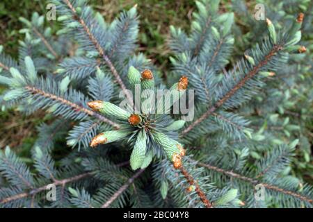 Pine tips. Evergreen tree with young tips. Stock Photo