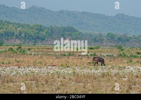 An adult Asian Elephant named Laal Kaan walking in the open grounds of the forest at Jim Corbett National Park, Uttarakhand, India Stock Photo