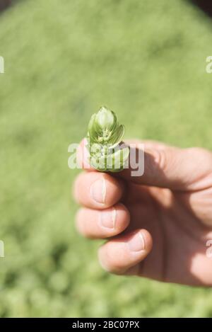 A detailed picture shows freshly harvested hops on Friday, 25 August 2017 in Au in der Hallertau (Upper Bavaria) [automated translation] Stock Photo