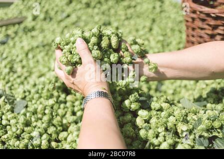 A detailed picture shows freshly harvested hops on Friday, 25 August 2017 in Au in der Hallertau (Upper Bavaria) [automated translation] Stock Photo