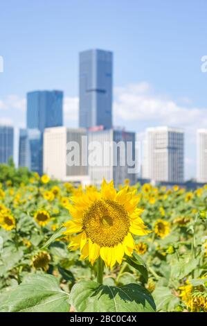 The fresh blooming sunflowers in field on the cityscape backgrounds,Fuzhou,Fujian,China Stock Photo