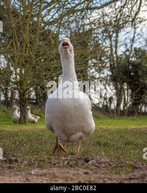 ORGANIC SMALL FARMING IN GLOUCESTERSHIRE Stock Photo