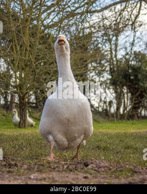 ORGANIC SMALL FARMING IN GLOUCESTERSHIRE Stock Photo