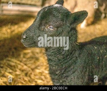 ORGANIC SMALL FARMING IN GLOUCESTERSHIRE Stock Photo