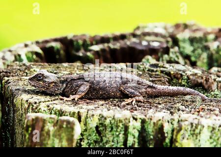 An Agama on a dead tree trunk in Milwane Wildlife Sanctuary, Eswatini (Swaziland) Stock Photo