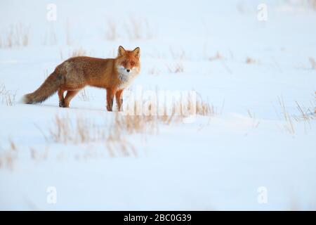 Red fox (Vulpes vulpes) in winter, Europe, Estonia. Stock Photo