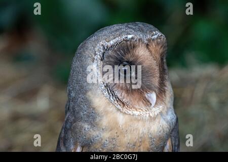 A portrait of a melanistic barn owl (Tyto alba) Stock Photo