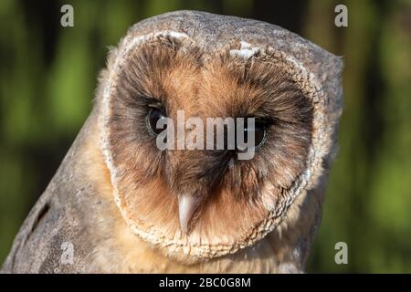 A portrait of a melanistic barn owl (Tyto alba) Stock Photo