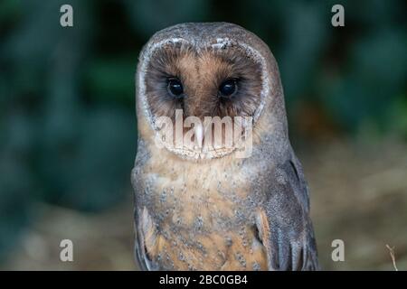 A portrait of a melanistic barn owl (Tyto alba) Stock Photo