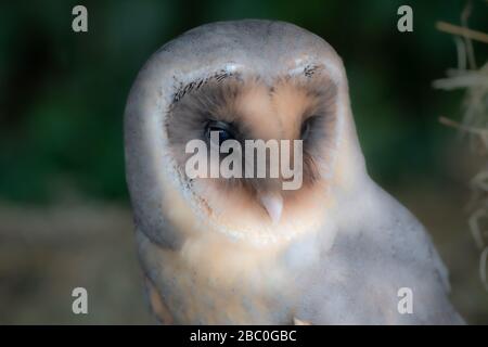 A portrait of a melanistic barn owl (Tyto alba) Stock Photo